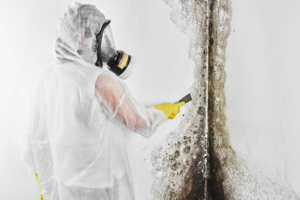Best Health and Safety Mold Remediation in Sutter Creek, CA