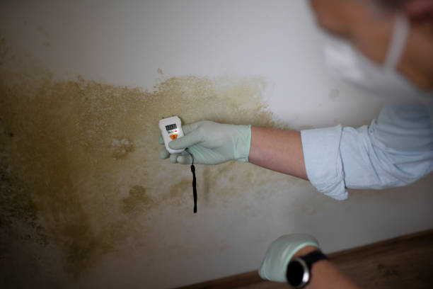 Best Post-Flood Mold Remediation in Sutter Creek, CA