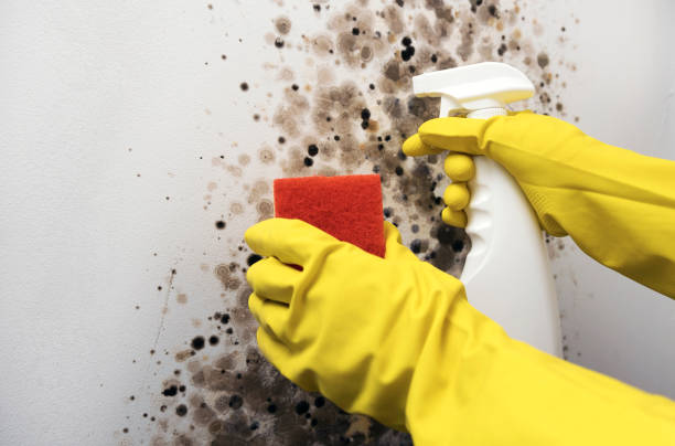 Best Industrial Mold Remediation in Sutter Creek, CA