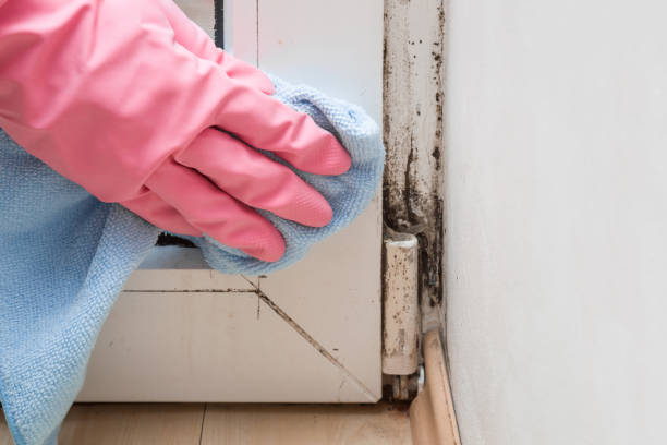 Professional Mold Remediation in Sutter Creek, CA